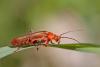 Cantharis livida
